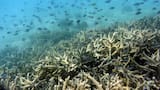 Los arrecifes de coral se extinguirán si no se revierte el calentamiento global, dice informe