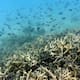 Los arrecifes de coral se extinguirán si no se revierte el calentamiento global, dice informe