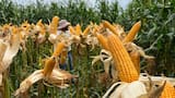 Colombia, con la capacidad de ser gran productor de soya y maíz mediante un proyecto en la altillanura