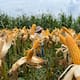 Colombia, con la capacidad de ser gran productor de soya y maíz mediante un proyecto en la altillanura