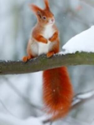 Caqui, ceceo, ardillas  | Columna de Enrique Dávila