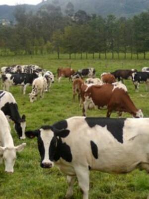 El interés de la cucaracha