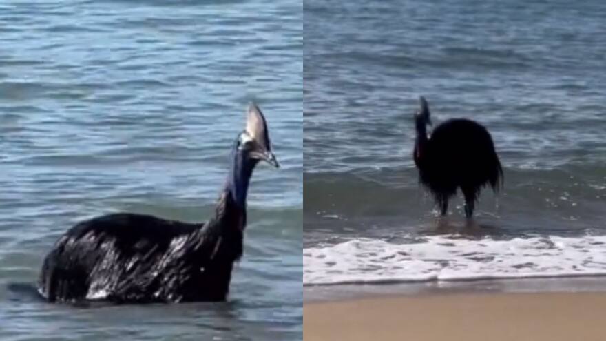 Video: El casuario, ave más peligrosa del mundo, sorprendió a bañistas al salir del mar en playa de Australia