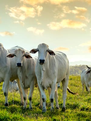 ¿Ganadería vs. Agricultura? | Columna de José Félix Lafaurie