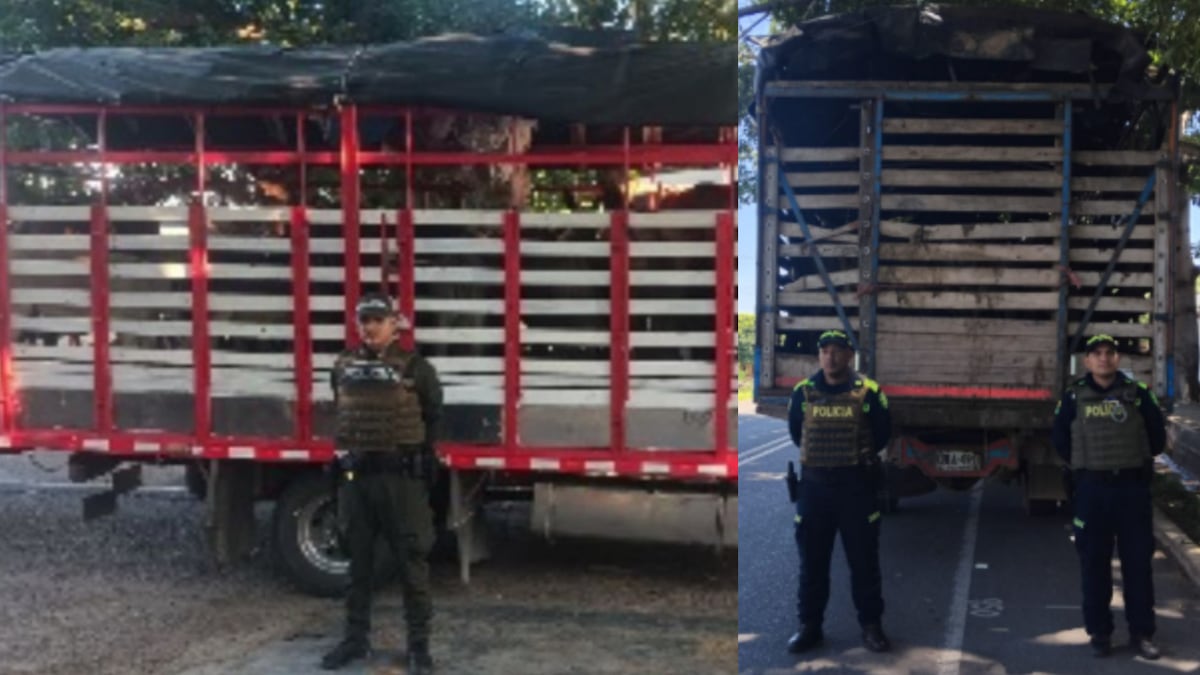 Policía incauta 35 animales por falta de documentación en Colombia