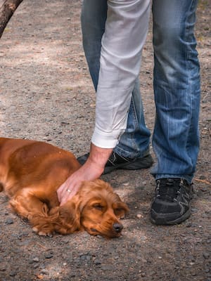 Sapiens non sapiens | Columna de Catalina Rojano O.