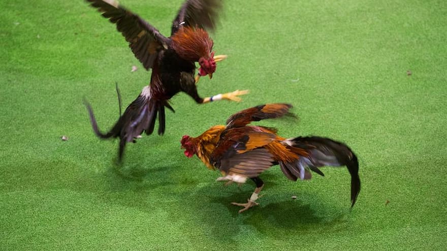Un hombre murió tras ser atacado por un gallo de pelea