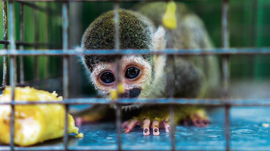 Tráfico de fauna, realidad que afecta a todos por igual