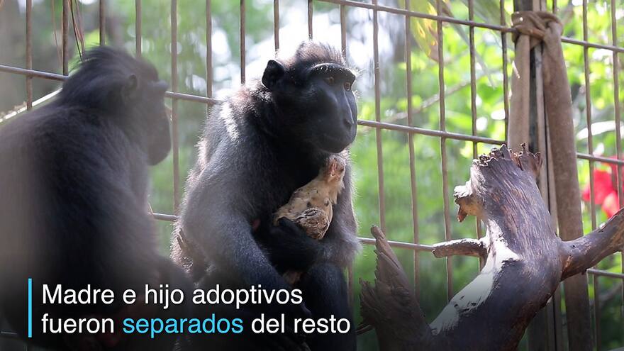 La tierna historia de la macaca que adoptó un pollo