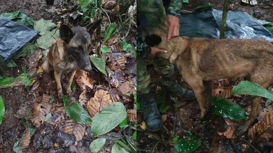No era Wilson: general Pedro Sánchez confirmó que se trata de otro canino