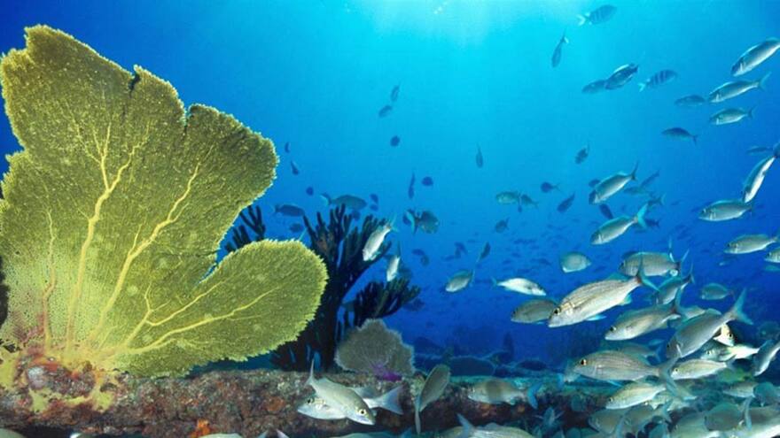 Encuentran el 'eslabón perdido' entre animales con aletas y con patas