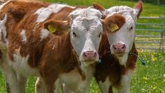 ¡Los ganaderos colombianos cumplimos nuestra palabra! | Columna de José De Silvestri