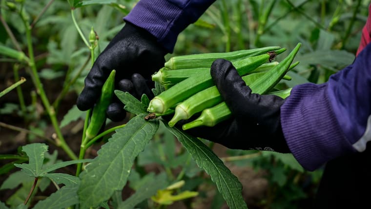 La Okra: el Oro verde que se cultiva en el Atlántico