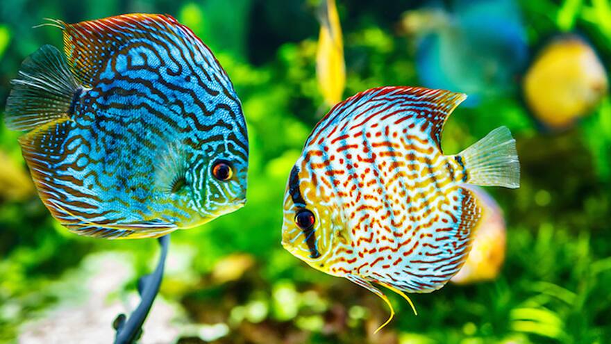 Los peces tienen personalidad: investigadores británicos