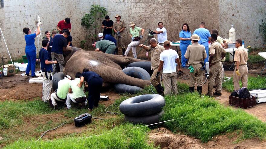 Tantor ya se recupera de su cirugía del colmillo derecho