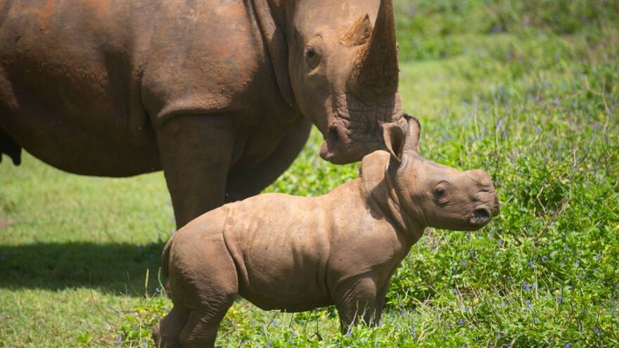 Nacimiento de rinoceronte blanco impulsa a la conservación de la especie