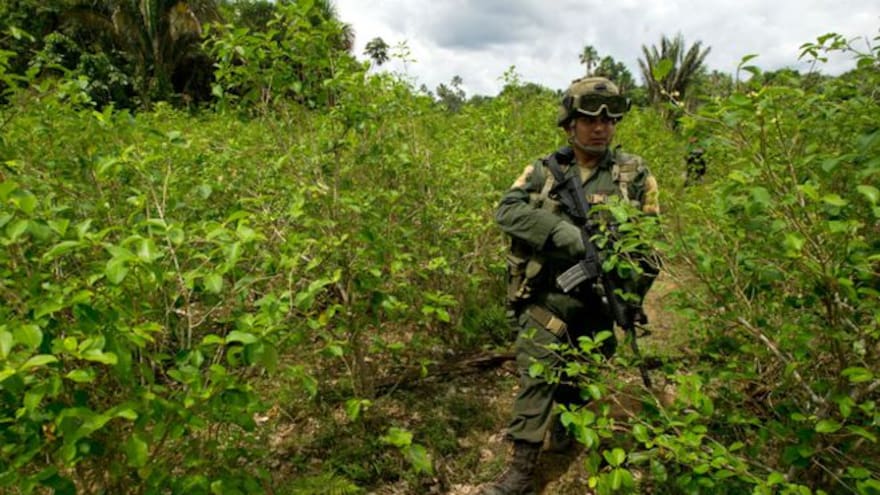 Meta en erradicación de cultivos ilícitos para 2023 bajó a 20 mil hectáreas