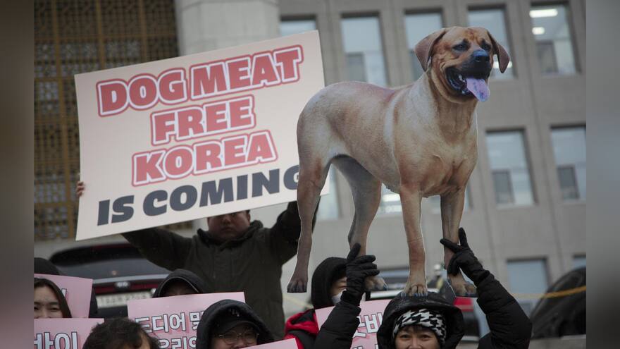 Corea del Sur prohíbe el consumo humano de carne de perro a partir de 2027
