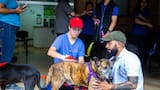 En Medellín, 349 animales esperan por una familia que los adopte: conozca cómo es el proceso