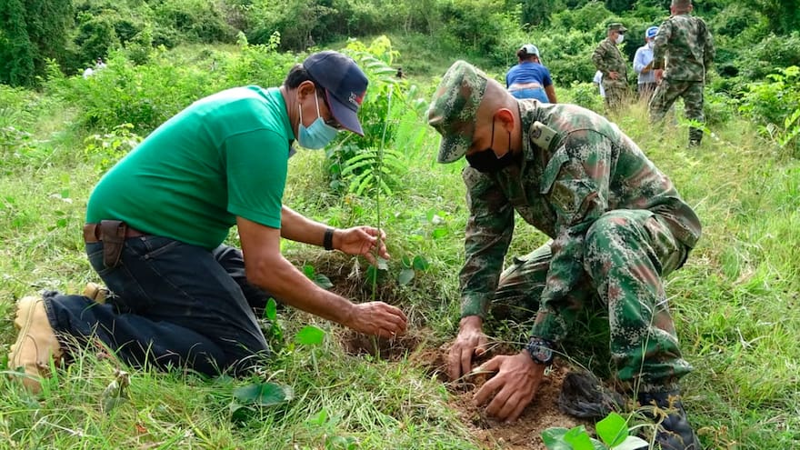 Continúan labores de reforestación en Córdoba