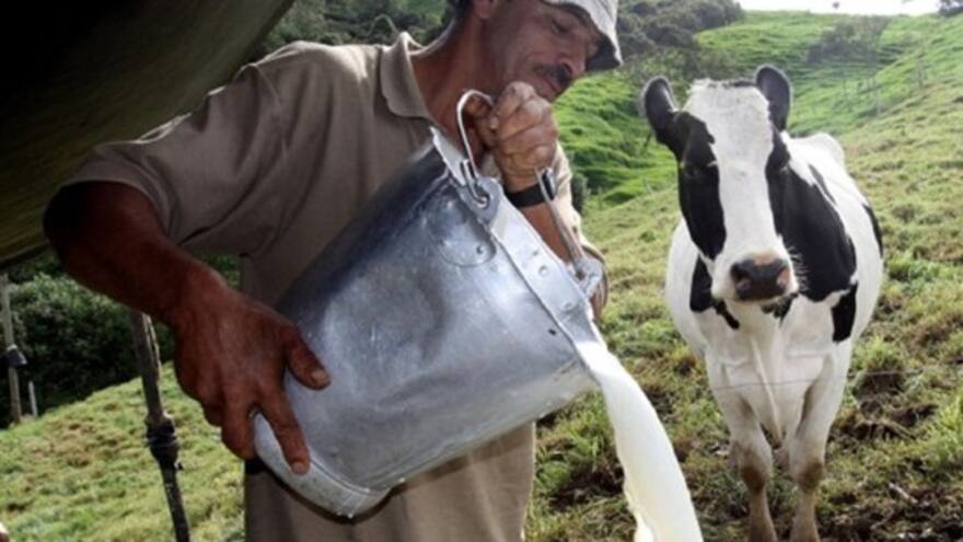 Millonarias pérdidas en el sector lechero en Cesar