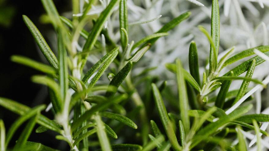 Experta nutricional de Harvard asegura que la aromática de romero mejora la memoria y cuida del cerebro