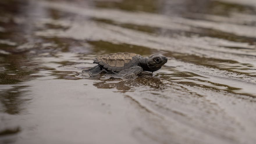 Estas son las razones para visitar el Valle del Chocó durante este segundo semestre del 2024