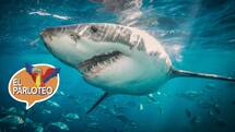 El Parloteo | Esta es la polémica por la caza de tiburones en Colombia