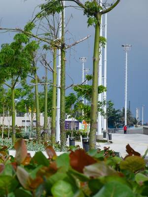 Barranquilla, ciudad jardín