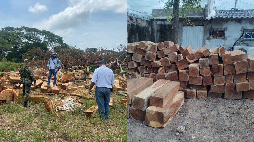 Magdalena: hallan 150 bloques de madera y árboles centenarios talados