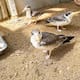 Rescatan una colonia de gaviotas en Sucre y la trasladan al Aviario Nacional
