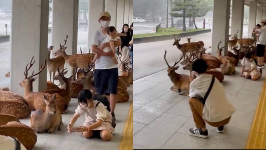 Video: Venados se resguardan de la lluvia junto a ciudadanos de Nara, en Japón, país que los considera un tesoro nacional