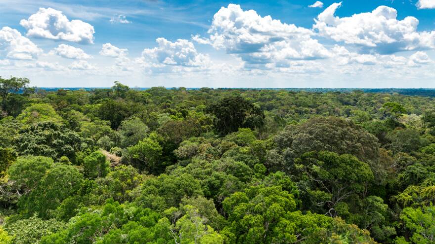 Procuraduría exige acciones contra el acaparamiento de tierras en la Amazonía