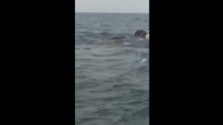 ¿Qué hacían dos elefantes nadando en alta mar?