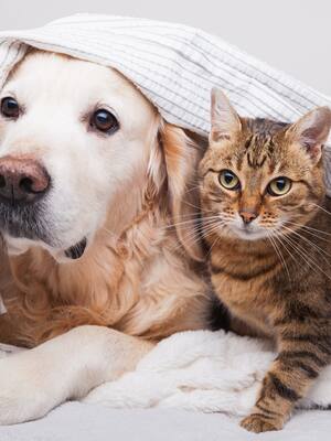 Dignidad animal| columna de Tatiana Dangond