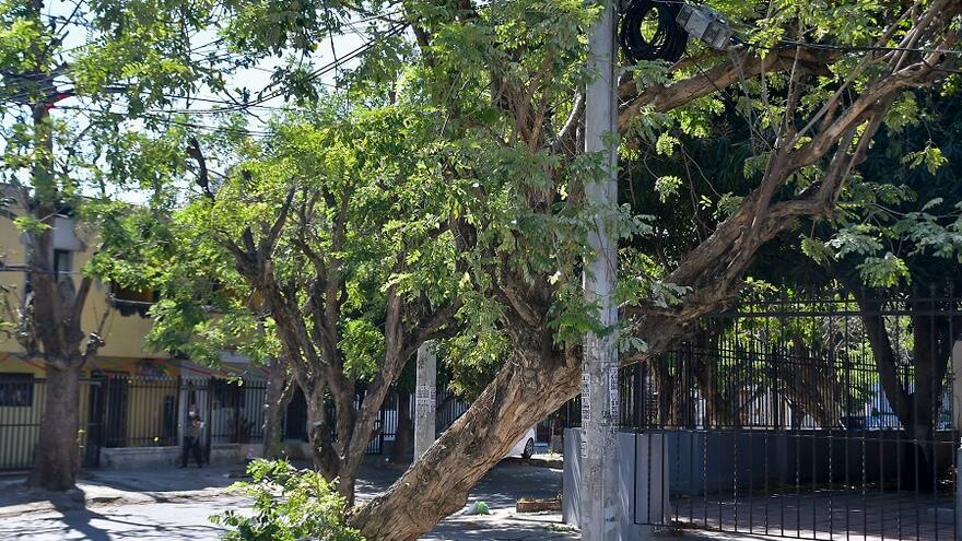 Riesgo por árboles enfermos en varios sectores de Barranquilla
