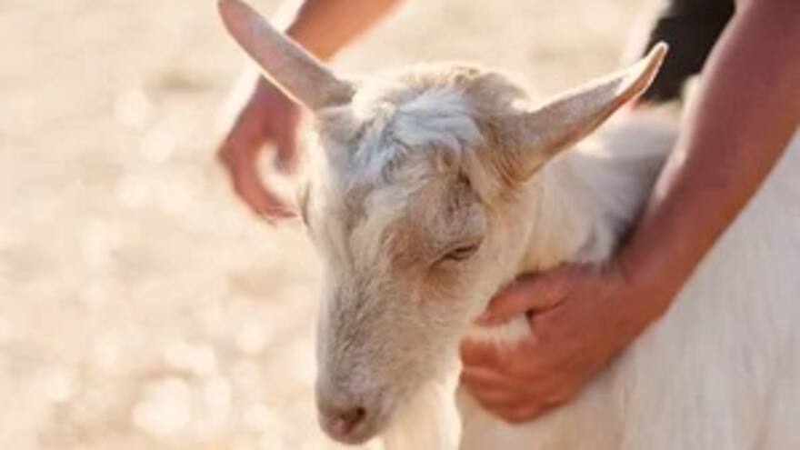 Ritual en India terminó en tragedia: sacerdote mata por error a su ayudante