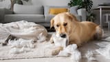 Dejar solos a los perros en casa: esto es lo que recomiendan los expertos