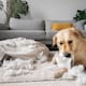 Dejar solos a los perros en casa: esto es lo que recomiendan los expertos