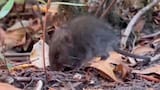 Hantavirus: Colilargo, el ratón silvestre que transmite la peligrosa cepa Andes