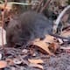 Hantavirus: Colilargo, el ratón silvestre que transmite la peligrosa cepa Andes
