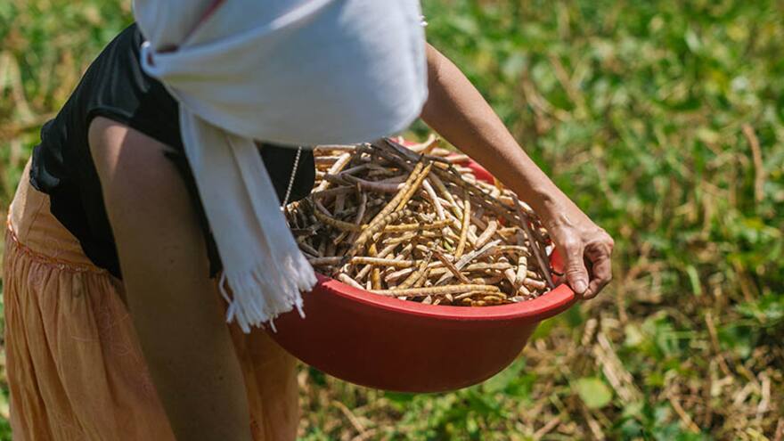 SAE anuncia $200 mil millones al Fondo para la Mujer Rural en 2024 para adelantar procesos productivos