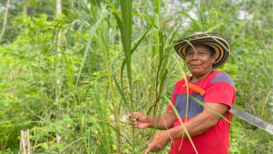 Sucre: indígenas zenú mejoran el cultivo de la caña flecha