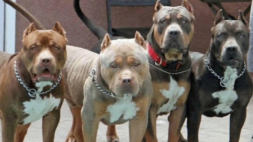 En Santa Marta carnetizan a perros de manejo especial o peligrosos