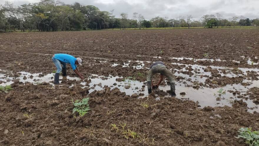 Cultivos frutales inundados por lluvias y el agua que entra por Cara ‘e Gato