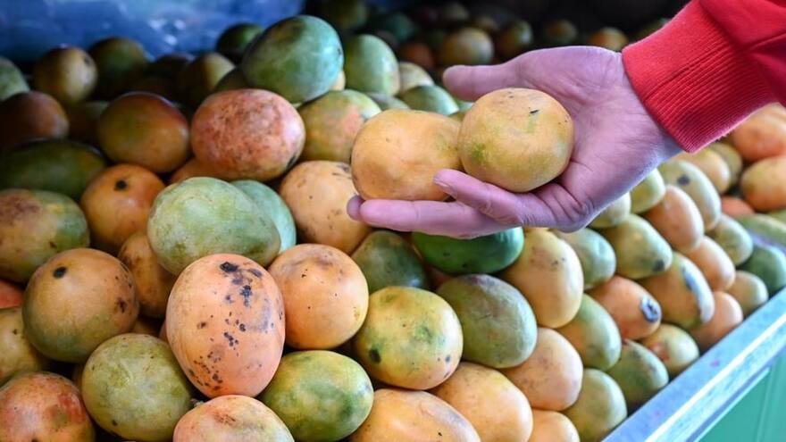 Colombia exporta por primera vez mango de azúcar del Magdalena al mercado de EE. UU.