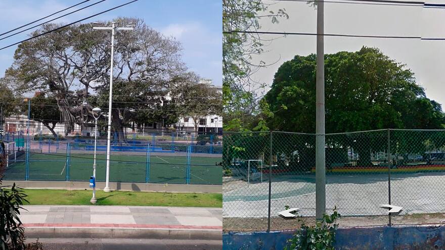 ¿Se está muriendo el árbol del parque de Los Andes?