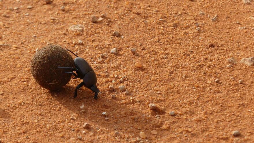 ¿A comer insectos? La Unión Europea autoriza la comercialización de larvas, gusanos, grillos y más
