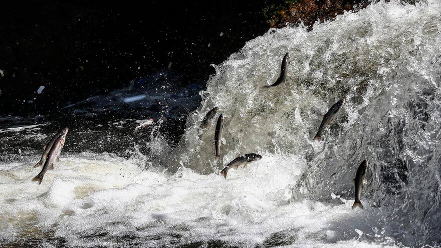 Migración de los peces salmonetes