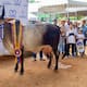 Cartagena es la ciudad invitada a la Feria Nacional de la Ganadería 2026